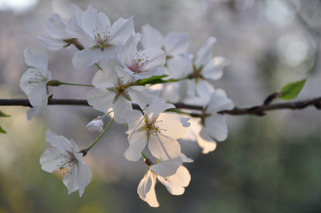 Cluster of cherry tree blossoms with sunlight.