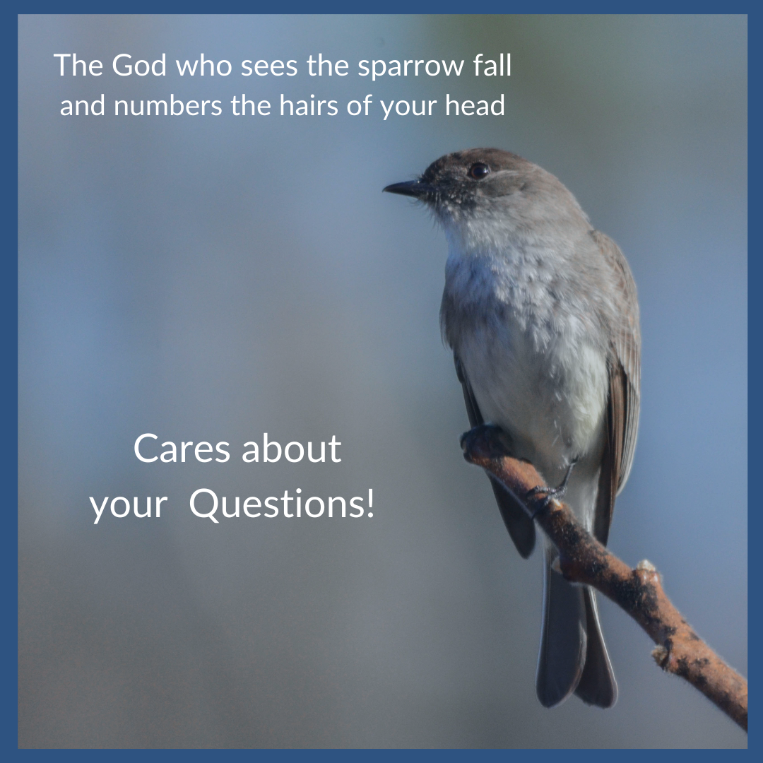Like the sparrow when it falls, God cares about your questions