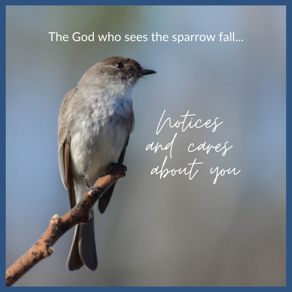 Sparrow - God notices and care about you